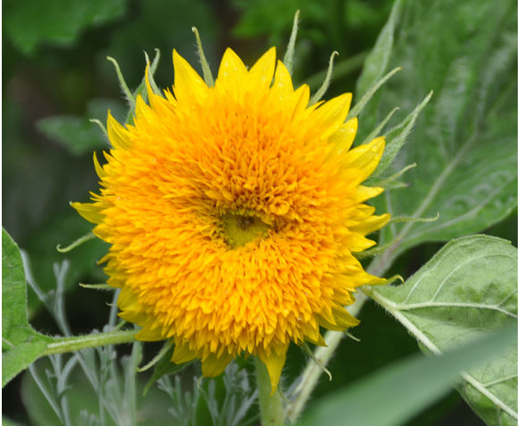 玩具熊向日葵價格貴嗎 ？玩具熊向日葵一般多少錢？ 玩具熊向日葵批