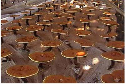 靈芝基地靈芝孢子粉 椴木靈芝孢子 破壁靈芝孢子粉