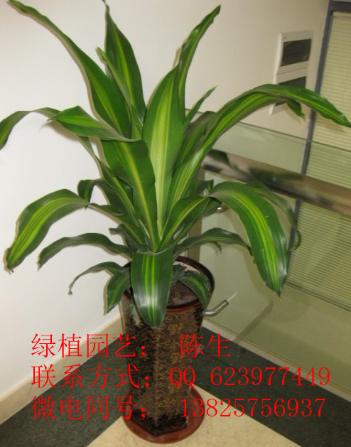 供應(yīng)金心鐵 也門鐵 風調(diào)雨順