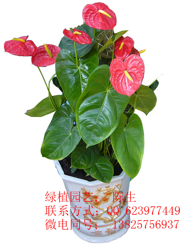 供應(yīng)東莞花木租擺 紅掌 東莞紅掌