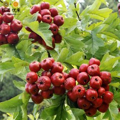 出售各種山楂苗、山楂樹