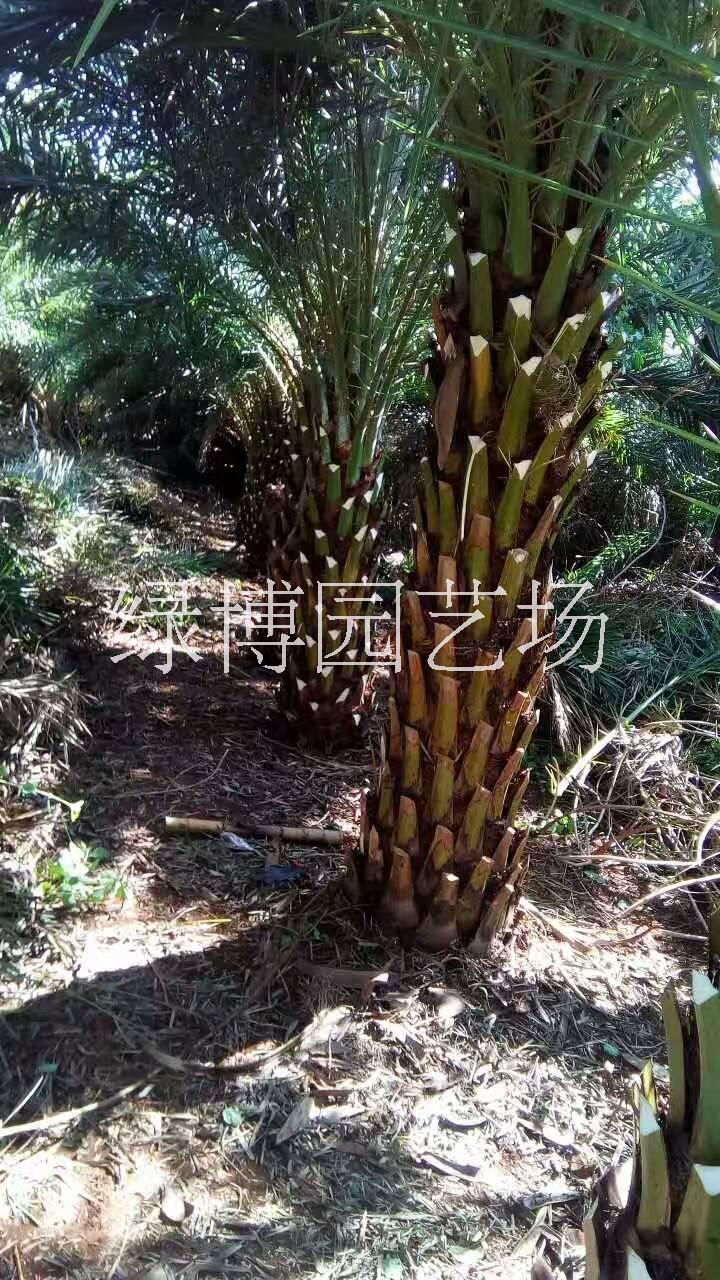 福建中東海棗，福建中東海棗價(jià)格，福建中東海棗種植基地