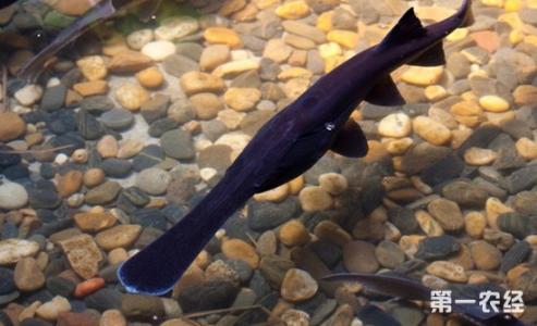 四川鴨嘴鱘魚 四川專業(yè)培育鴨嘴鱘魚苗養(yǎng)殖場 四川鴨嘴鱘魚苗批發(fā)價
