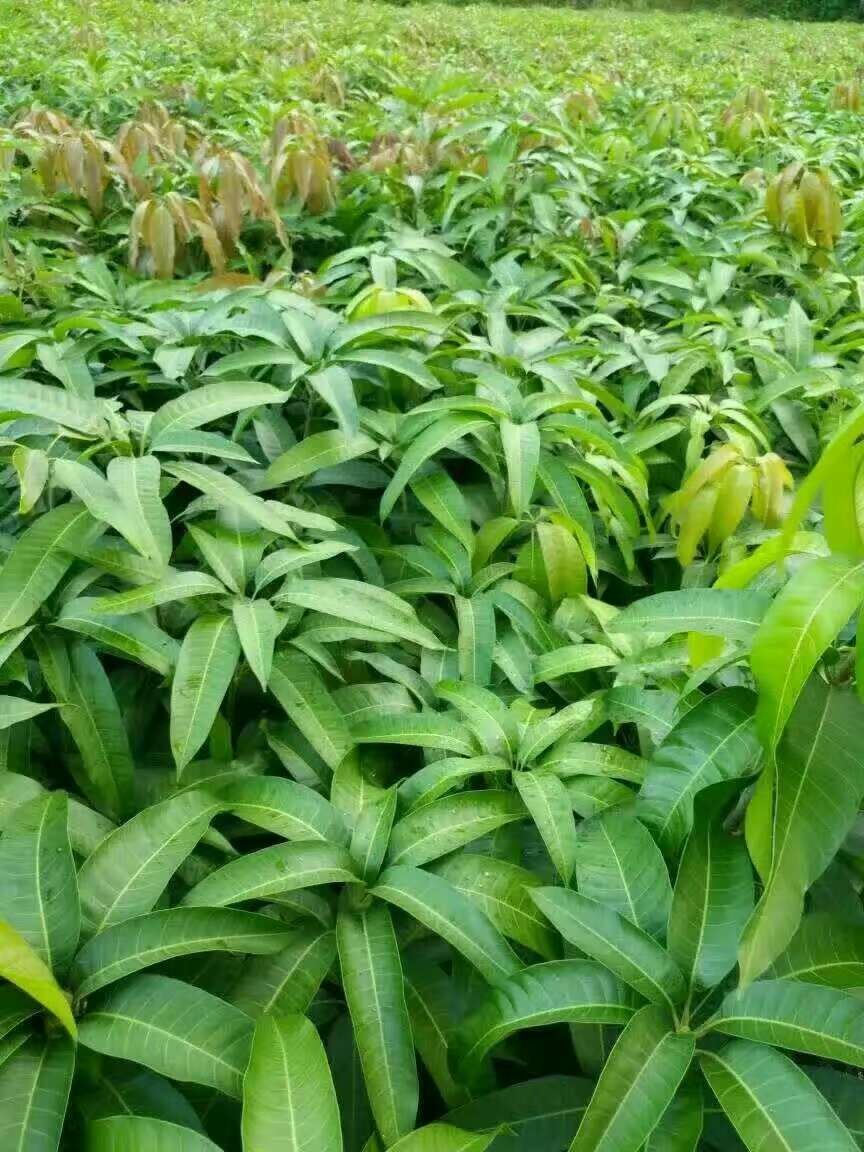 廣西芒果苗批發(fā)芒果苗廣西供應(yīng)商果樹苗廣西欽州靈山縣 芒果苗
