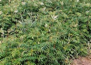 供應(yīng)花楸苗百華花楸  遼寧地區(qū)優(yōu)質(zhì)花楸苗