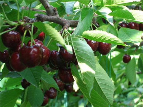 山西優(yōu)質(zhì)櫻桃苗栽培技術(shù)指導(dǎo)，運(yùn)城櫻桃苗繁育基地，珍珠般的櫻桃