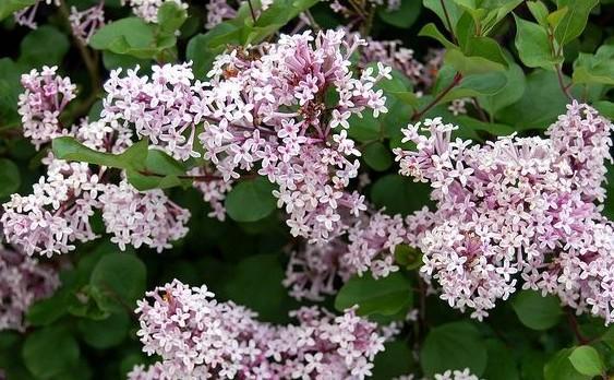 廠家供應(yīng)天目瓊花，天目瓊花大量供應(yīng)，天目瓊花價(jià)格信息，天目瓊花苗圃