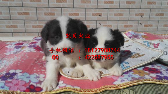 廣州哪里有賣邊境牧羊犬邊牧價(jià)格邊牧多少錢