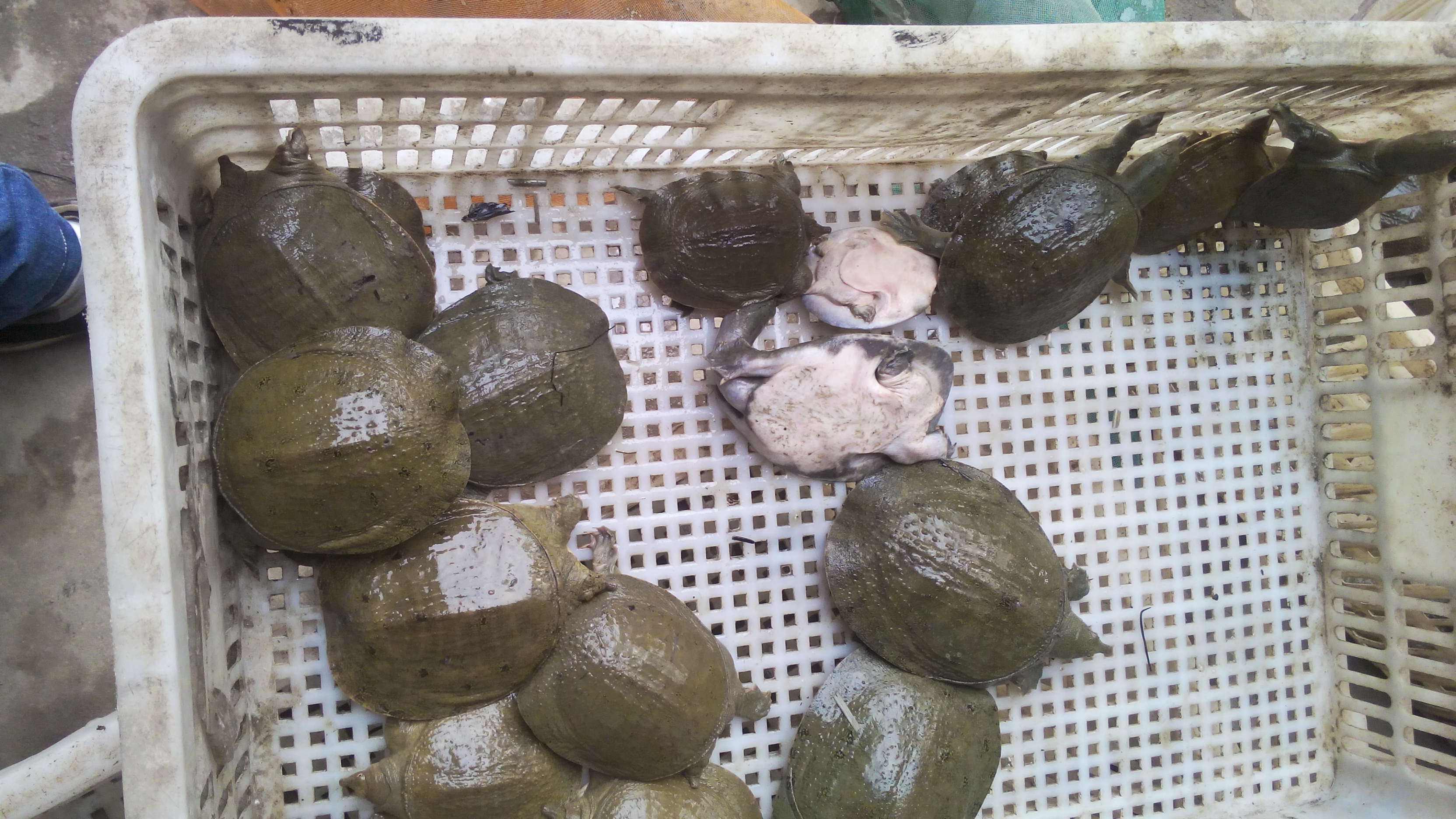 四川中華鱉甲魚種苗養(yǎng)殖廠甲魚苗批發(fā)多少錢一斤