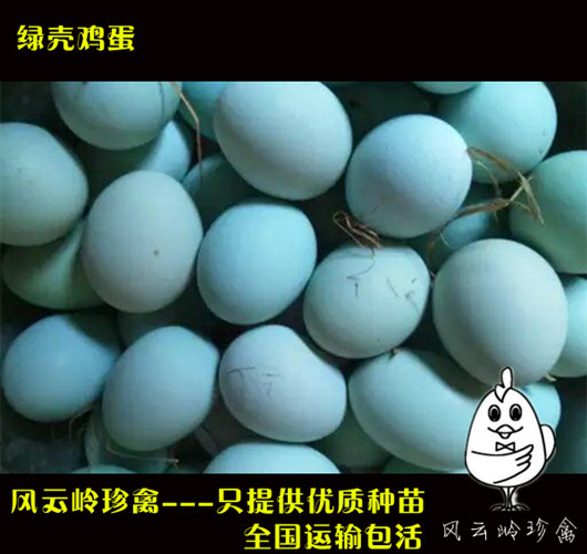清遠(yuǎn)高產(chǎn)蛋雞苗出售-清遠(yuǎn)海蘭灰蛋