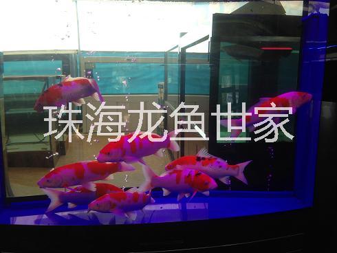 珠海生態(tài)魚(yú)缸銷(xiāo)售 珠海魚(yú)池定做 超白玻璃魚(yú)缸定做