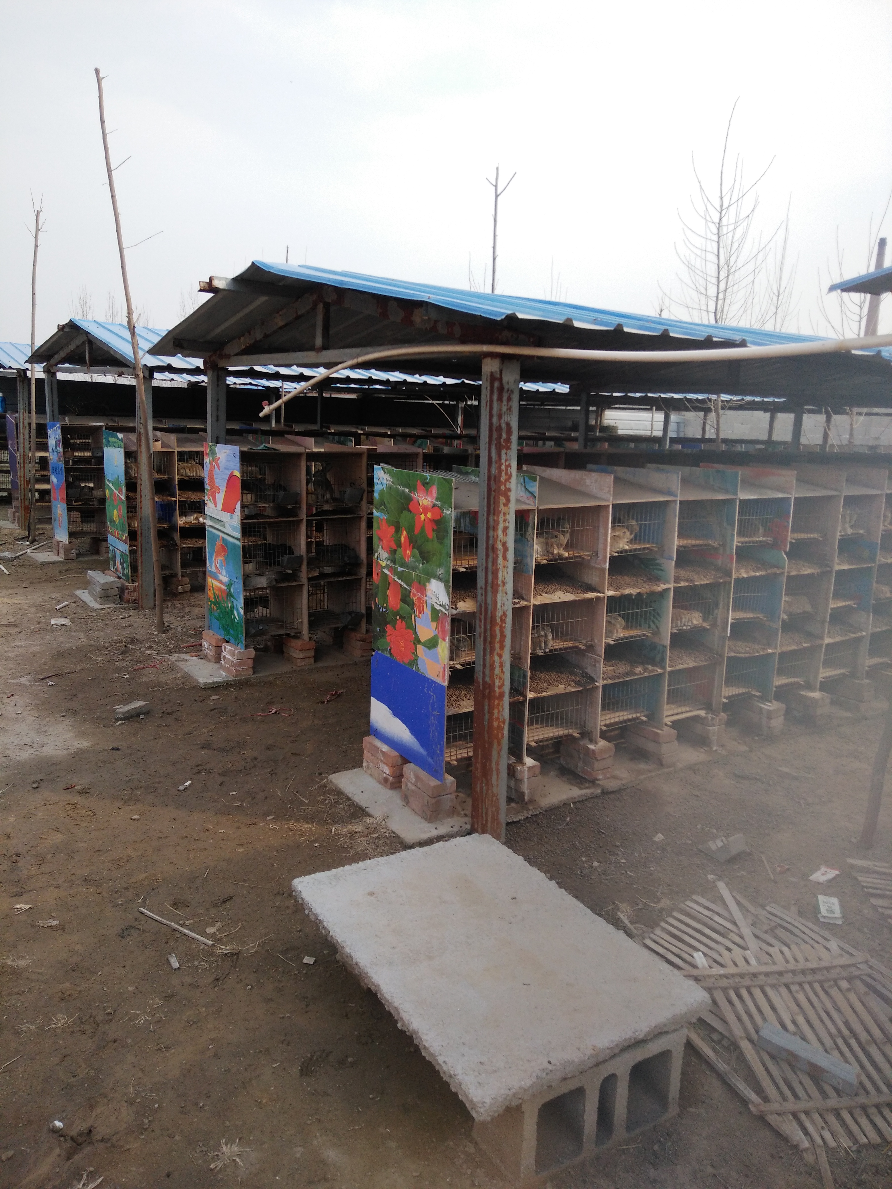 新西蘭肉兔兔子一只多少錢