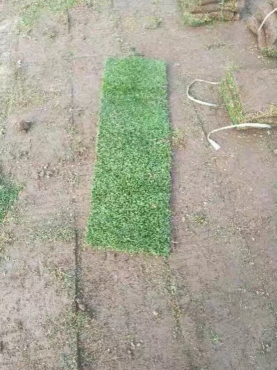 夏威夷草