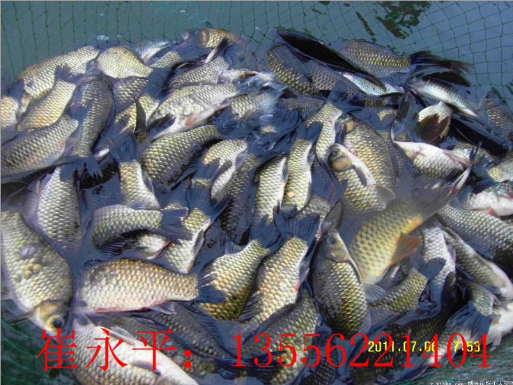 廣東湘云鯽魚(yú)苗 魚(yú)類(lèi) 供應(yīng)鯽魚(yú)苗批發(fā) 白鯽魚(yú) 快大鯽魚(yú)苗