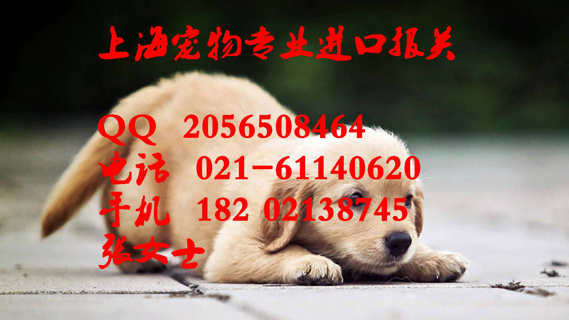 入境貓狗寵物隔離須知17