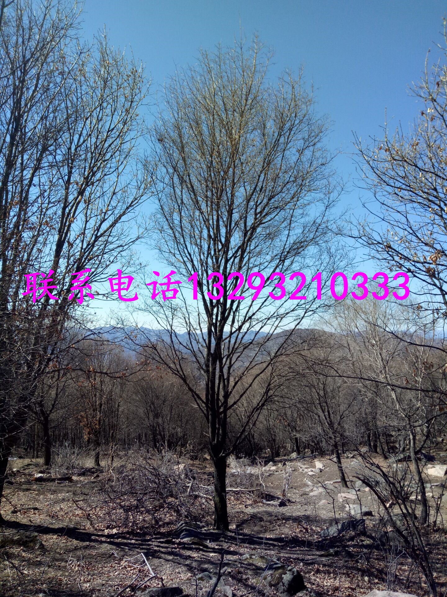 供應(yīng)山東歷城五角楓*訂購電話，山東五角楓*供貨商，山東五角楓*批發(fā)，