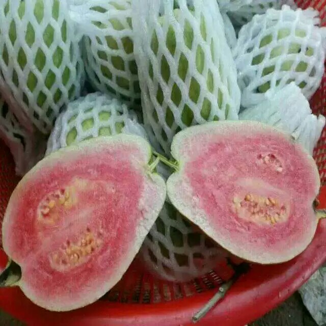 臺(tái)灣西瓜巴樂(lè)番石榴