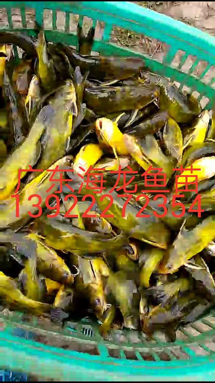 廣東黃顙魚(yú)供貨商、供應(yīng)黃顙魚(yú)出售、黃顙魚(yú)養(yǎng)殖基地直銷