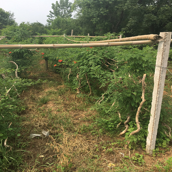 凌霄  凌霄花苗 凌霄大苗 凌霄價格