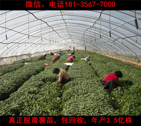 許昌脫毒紅薯苗