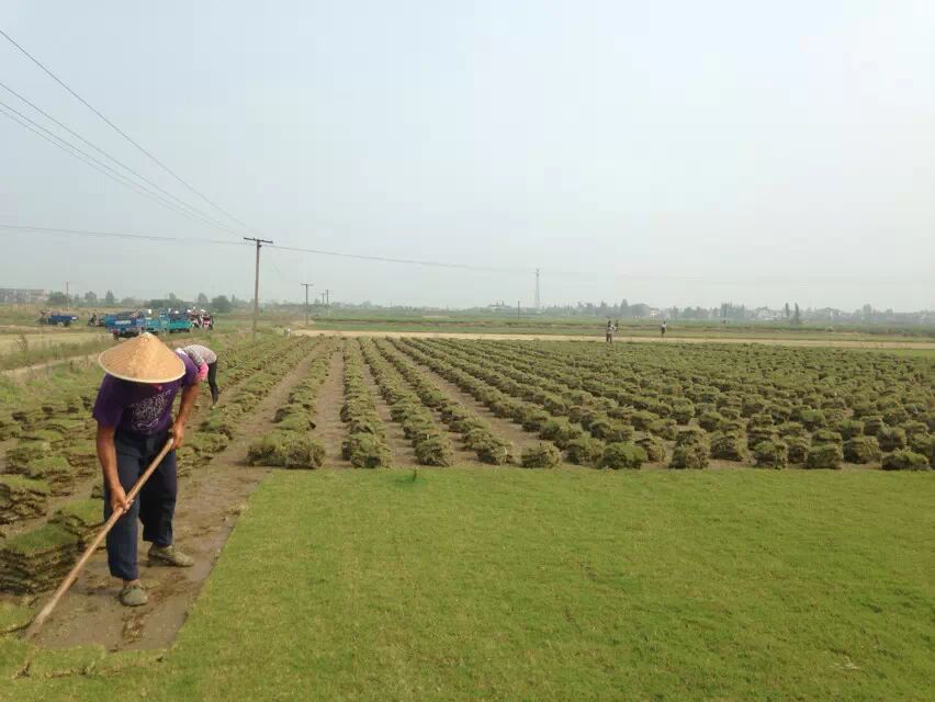 上海青青草坪種植基地矮生百慕大草坪