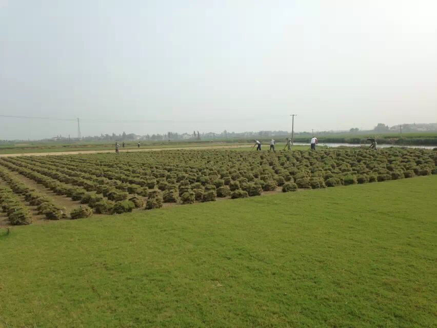 江蘇青青草坪種植基地供應(yīng)百慕大