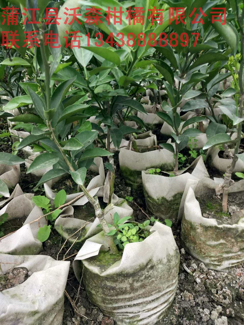 蒲江大雅柑1號柑橘苗 歡迎*大雅柑容器苗