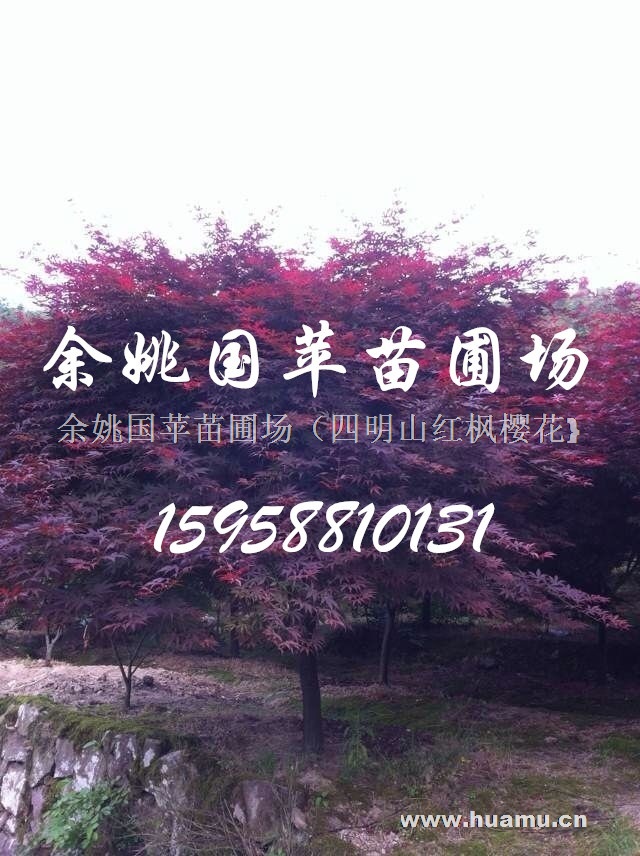 紅楓6