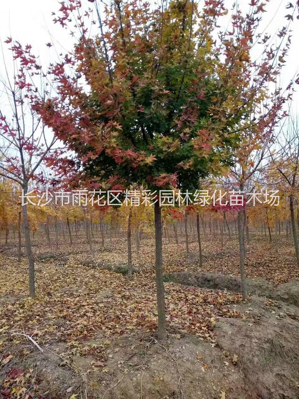湖南15-20公分桂花 湖南15-20公分桂花價(jià)格 湖南15-20公分*桂花價(jià)格 湖南15-20公分*桂花樹價(jià)格