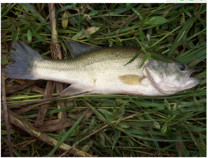 鱸魚苗
