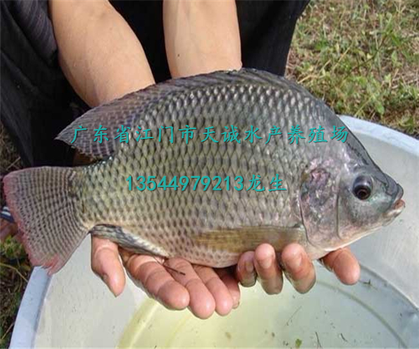 大量供應(yīng) 優(yōu)質(zhì)羅非魚苗 各種規(guī)格 高雄性羅非魚苗，大量供應(yīng) ,