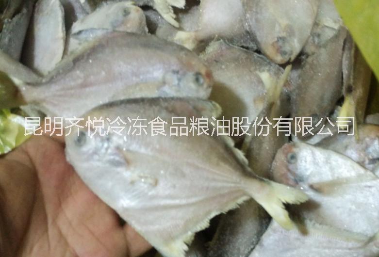 供應(yīng)冷凍白菇魚-冷凍銀魚批發(fā)價格-鱈魚批發(fā)廠家