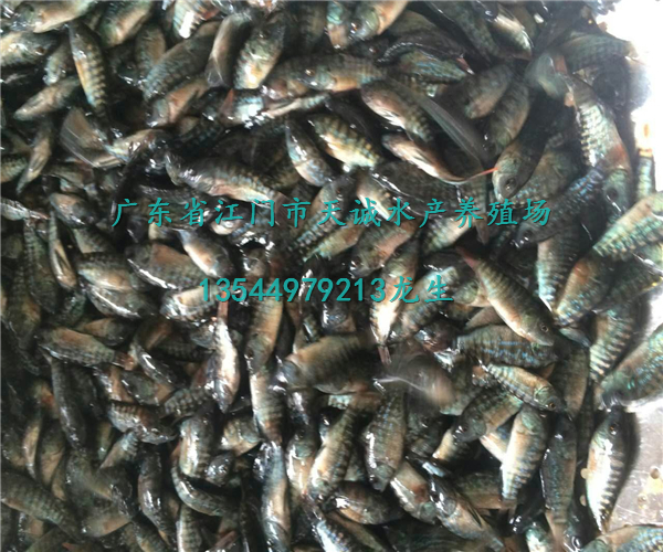 大量供應(yīng) 優(yōu)質(zhì)羅非魚苗 各種規(guī)格 高雄性羅非魚苗，大量供應(yīng) ,