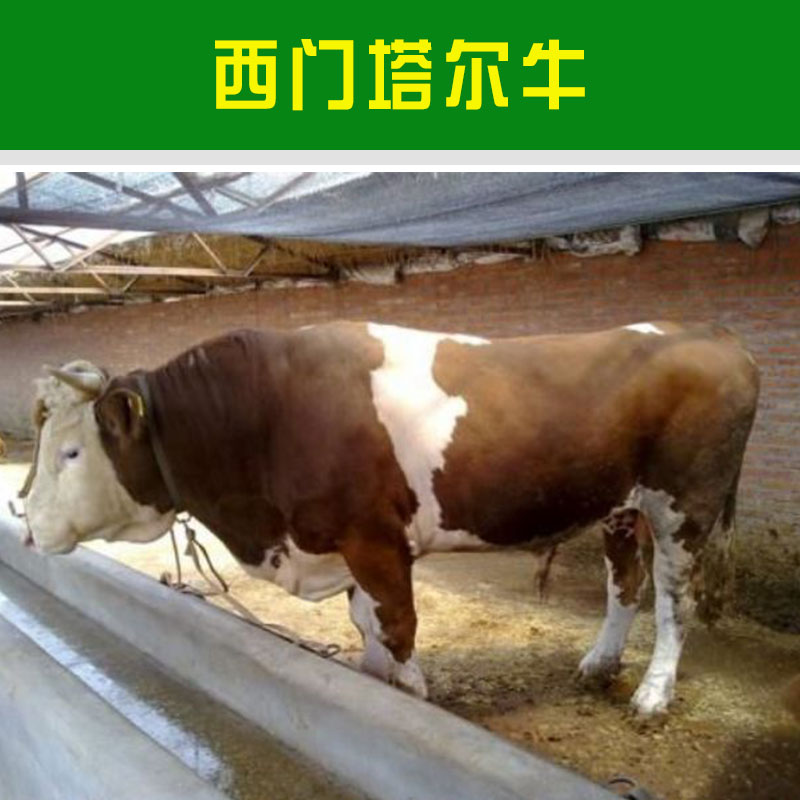 黑龍江西門塔爾牛價(jià)格報(bào)價(jià) 黑龍江西門塔爾牛養(yǎng)殖技術(shù) 肉*犢批發(fā)