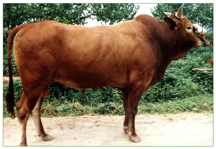 山東肉牛價(jià)格報(bào)價(jià) 山東肉牛哪家好 山東肉牛養(yǎng)殖場(chǎng) 常年優(yōu)質(zhì)提供