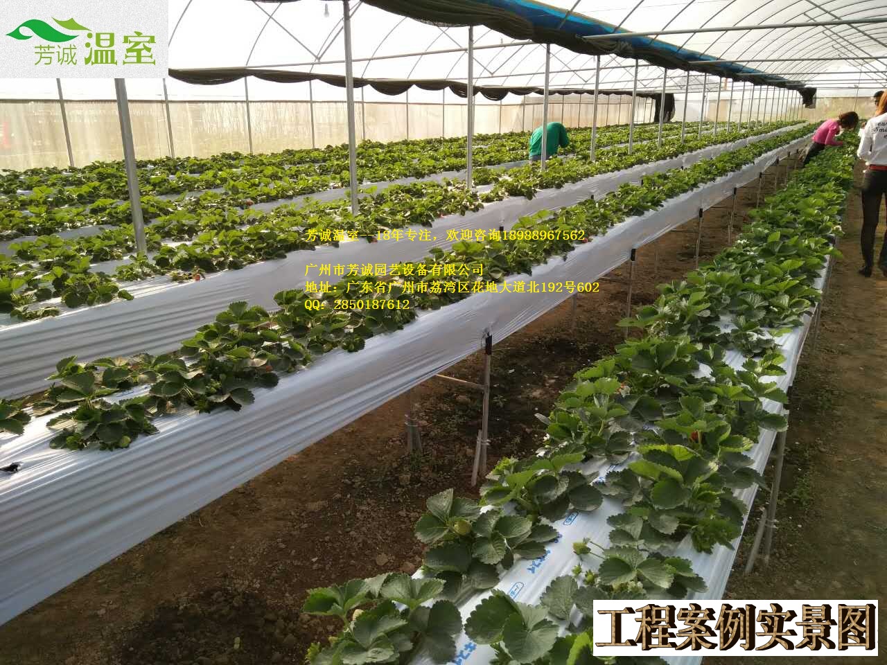 論大棚價(jià)格：價(jià)格與產(chǎn)品價(jià)值。建大棚找芳誠溫室，廣東大棚廠家