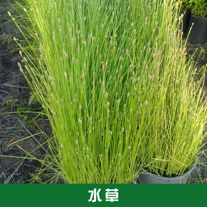 西安水生植物種植批發(fā) 寶雞水生植物種植批發(fā)