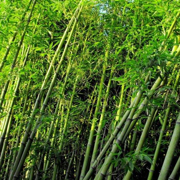 優(yōu)質出售 淡竹