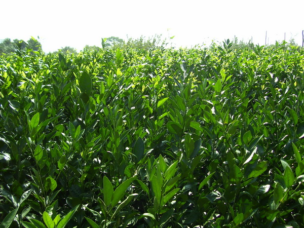 柑橘小苗供應(yīng)商、供應(yīng)柑橘小苗、銷售柑橘小苗