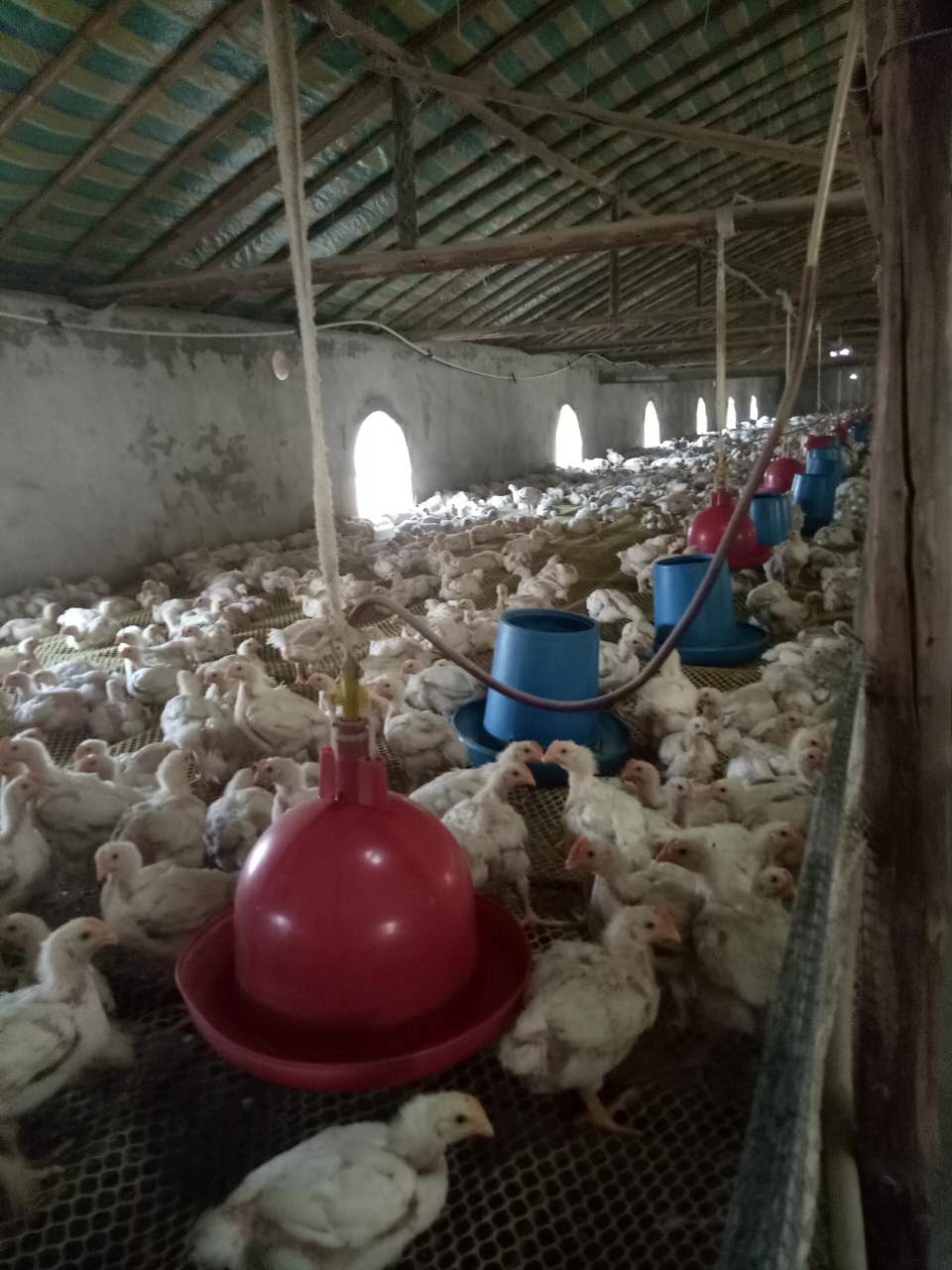 撫順縣白羽雞批發(fā)