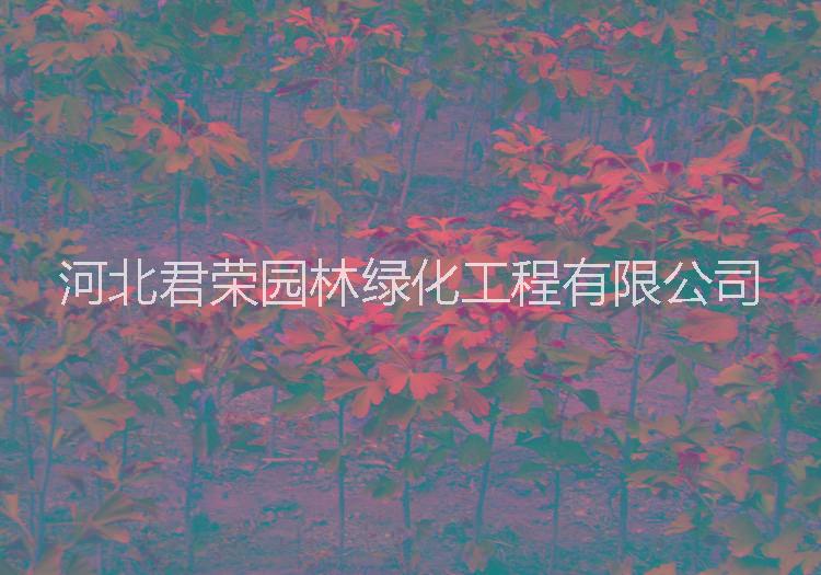 河北苗木基地供應(yīng)1-3公分銀杏