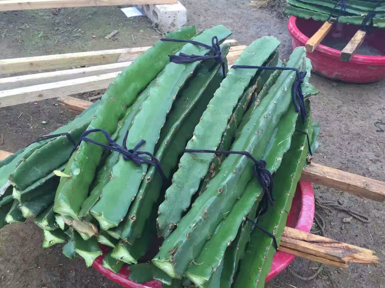 紅肉火龍果種苗 火龍果種苗種植 火龍果種苗批發(fā)  臺灣紅肉火龍果種苗