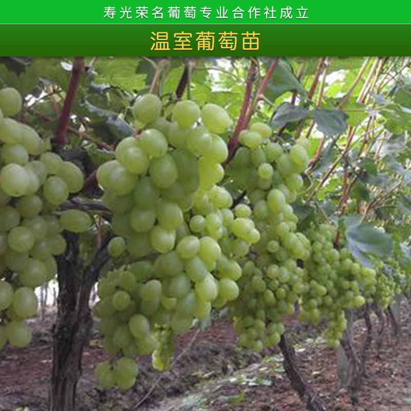 壽光榮名葡萄專業(yè)合作社溫室葡萄苗1號大硼種植新品種葡萄苗批發(fā)