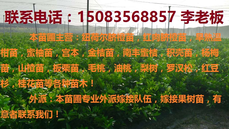贛南優(yōu)質(zhì)早熟臍橙苗,日南苗,紅肉臍橙苗等各種果樹苗 贛南早熟臍橙苗,日南苗,紅肉臍橙
