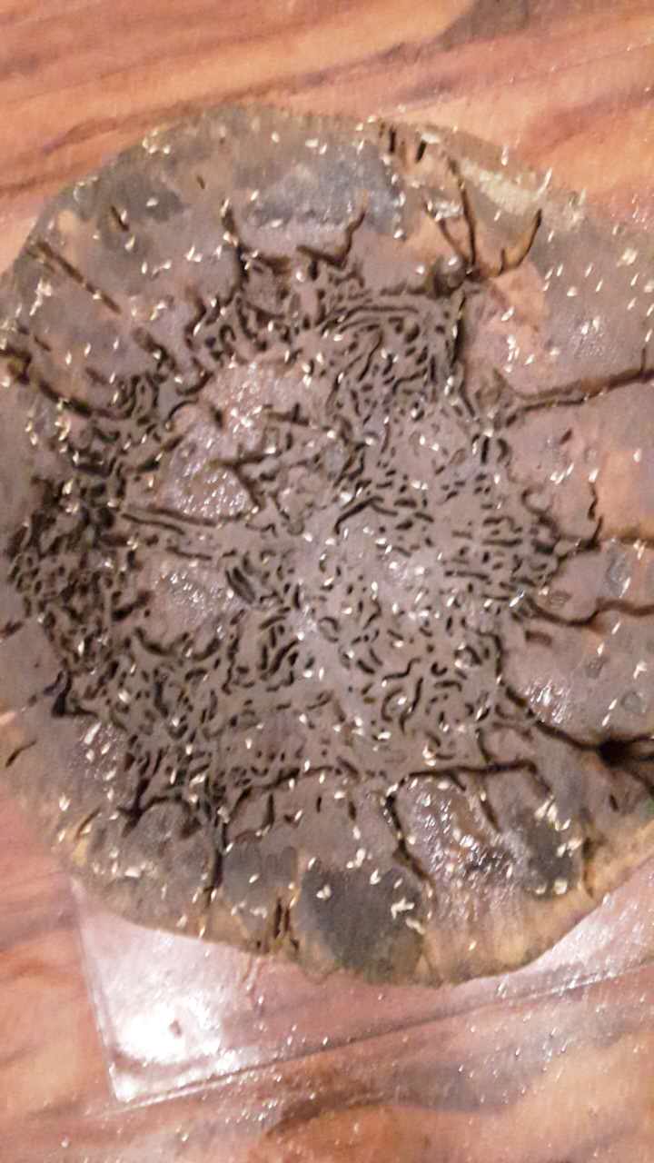 海南海口除四害公司 海南?？跍缋鲜蠊?海南?？跍绨紫伖?  title=