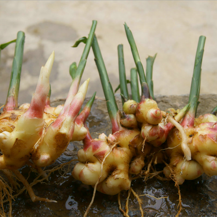 生姜 云南*生姜批發(fā) 有機種植 農家自種小黃姜 5公斤禮盒