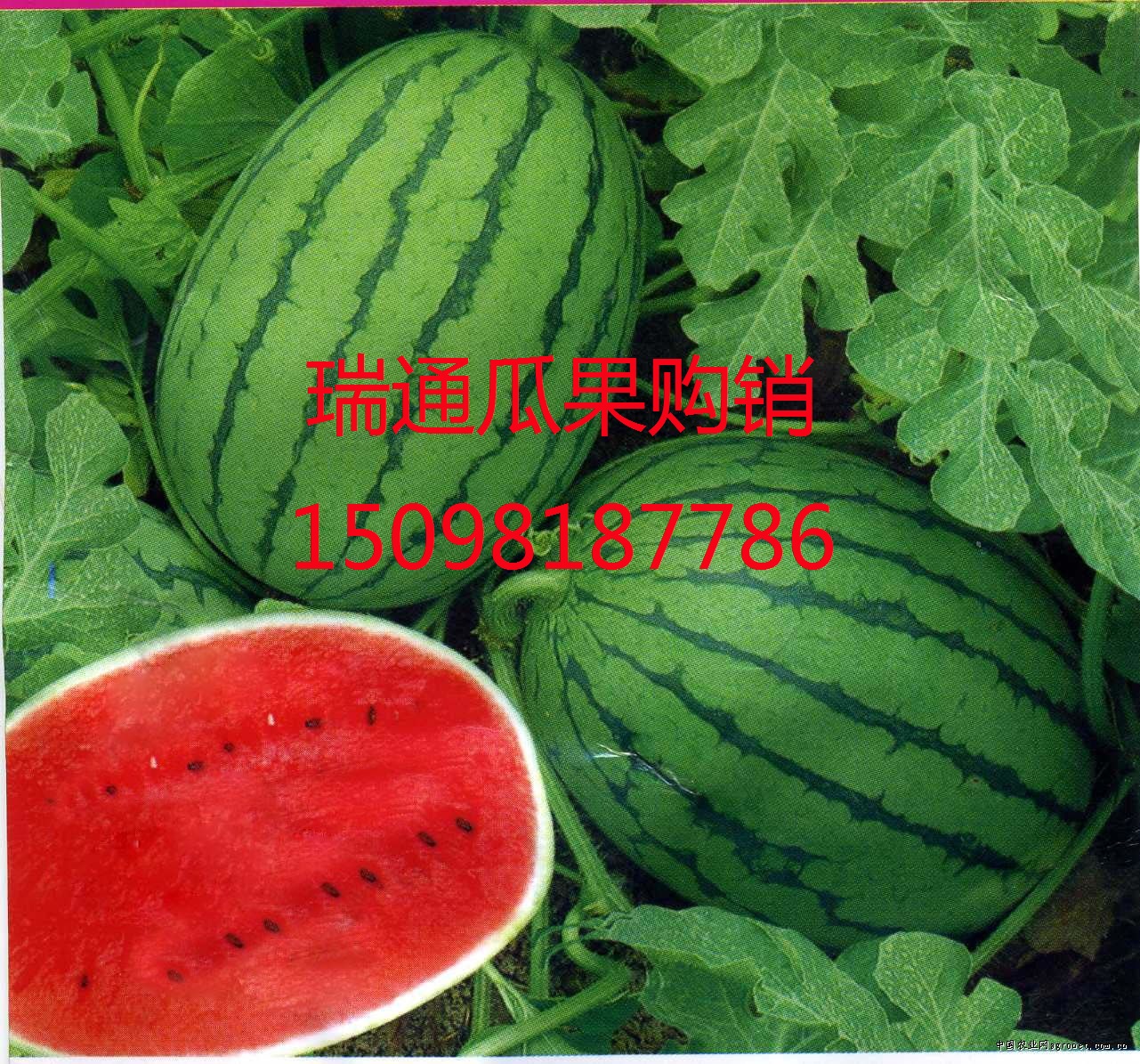 濰坊西瓜