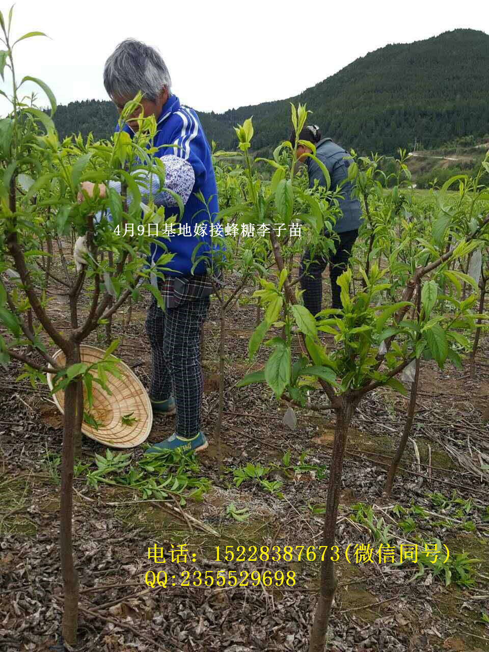 湖南山楂苗 長沙山楂苗基地