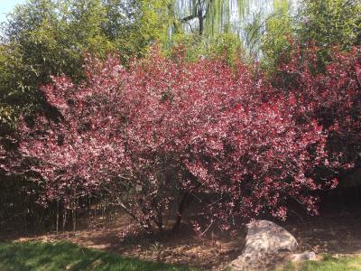 3公分紫葉矮櫻價(jià)格。5公分紫葉矮