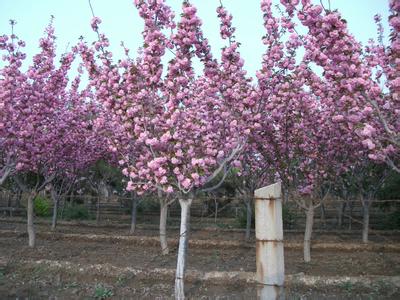 泰安櫻花苗圃_泰安櫻花苗木價格表_泰安櫻花苗木_泰安櫻花苗木規(guī)格